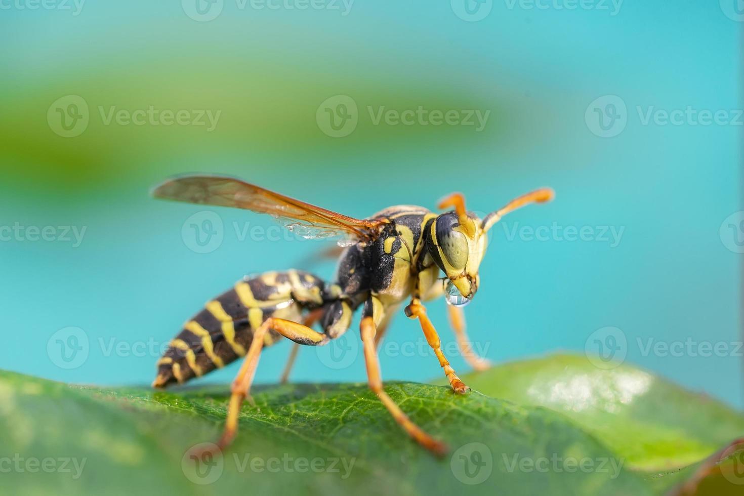 la avispa está sentada sobre hojas verdes. la peligrosa avispa común de rayas amarillas y negras se sienta en las hojas foto