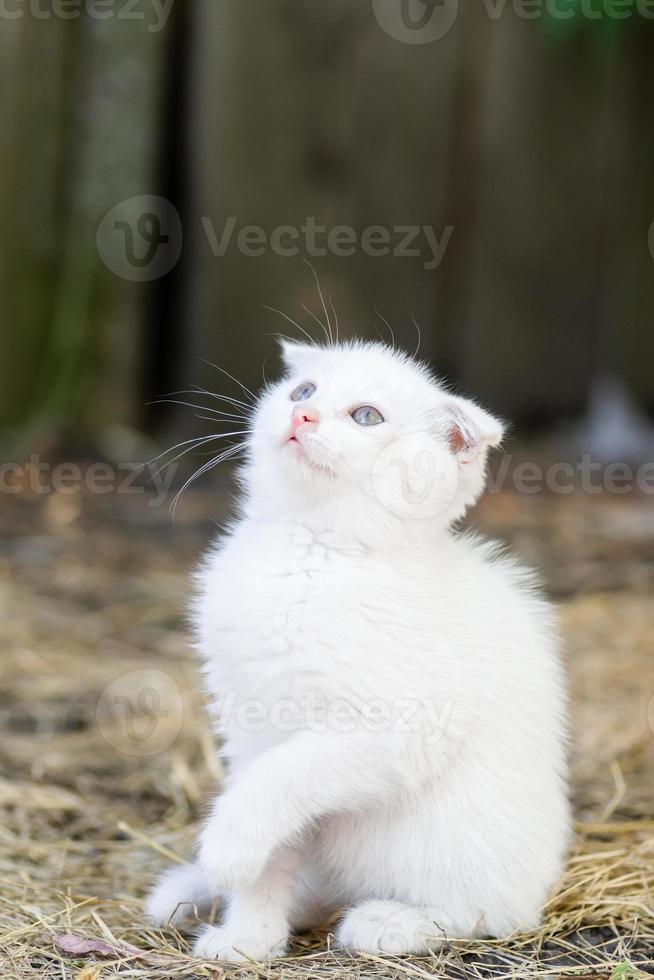 White cat in the grass photo