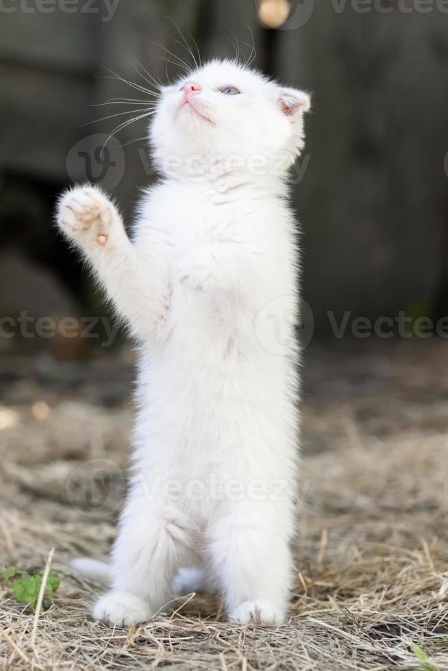 White cat in the grass photo