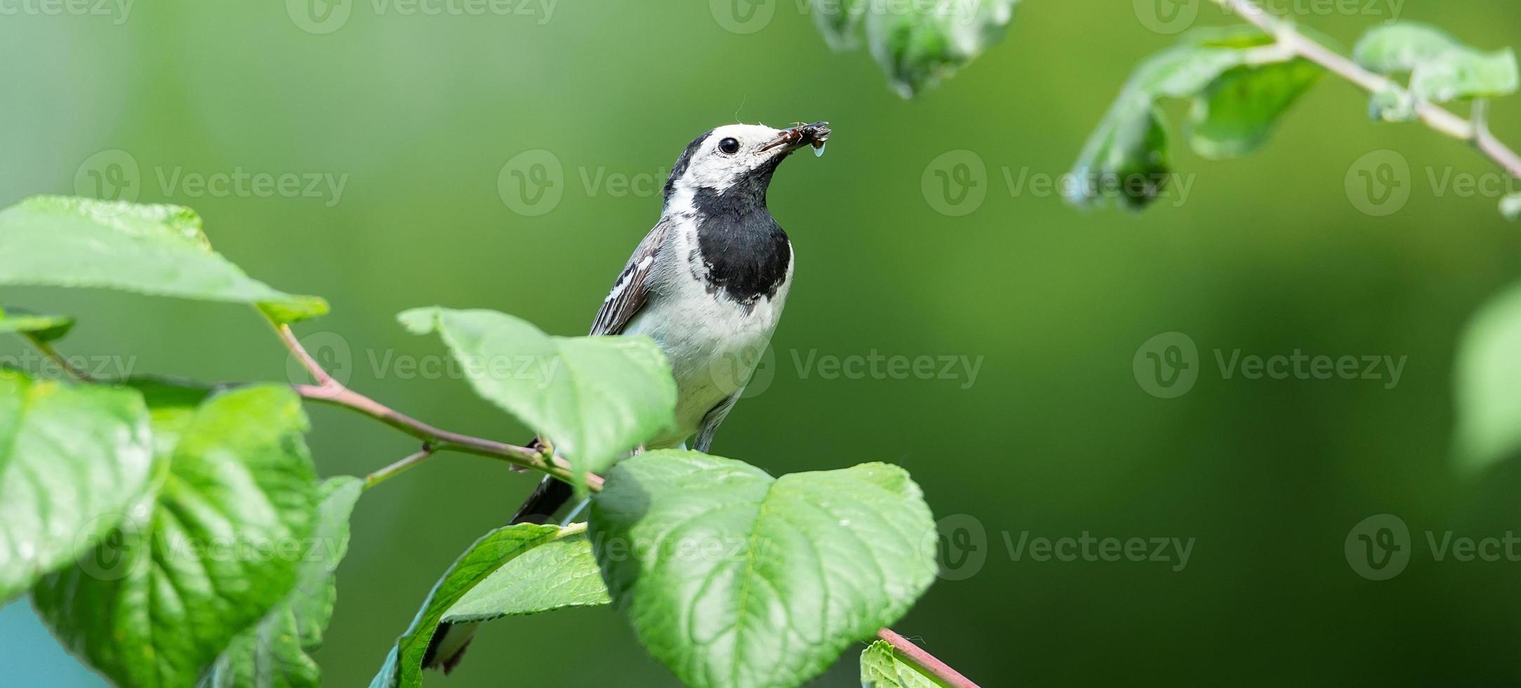 The white wagtail Motacilla alba photo