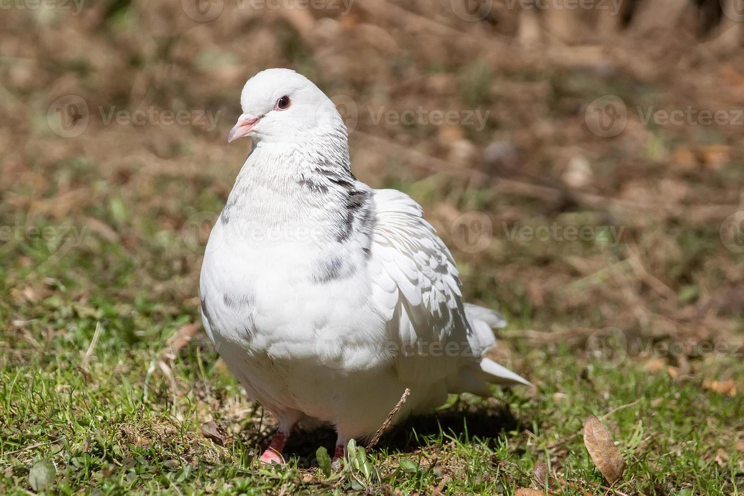 Beautiful pigeon bird standing on grass.. photo