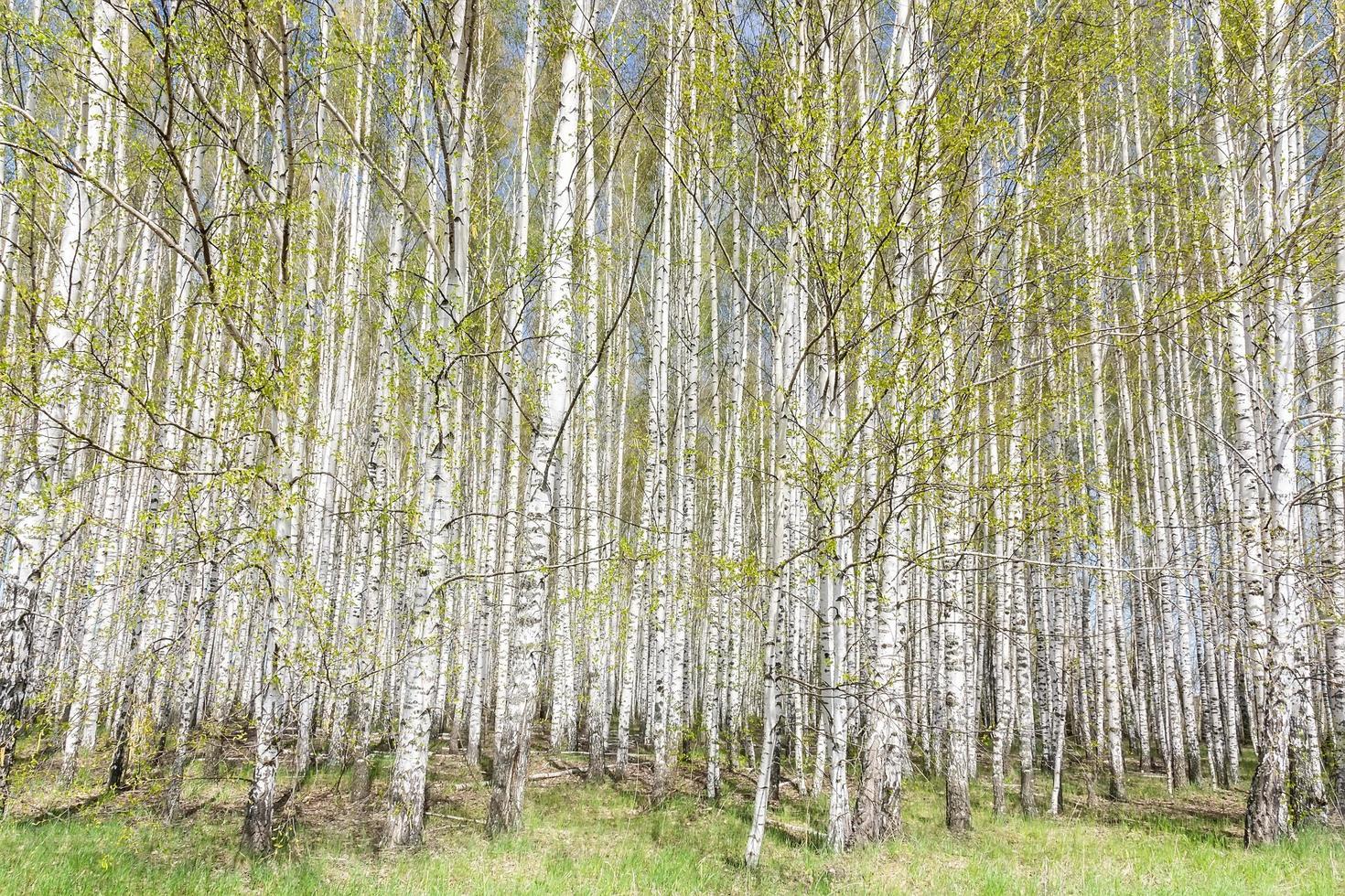 beautiful may scenic landscape with birch copse. Birch forest. Birch Grove. White birch trunks. photo