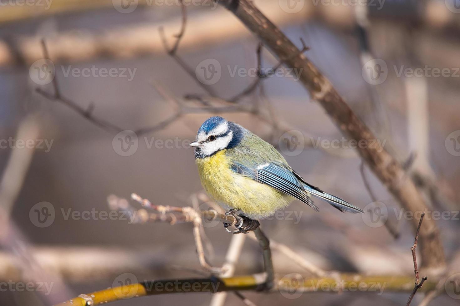 A blue tit Cyanistes caeruleus perched photo