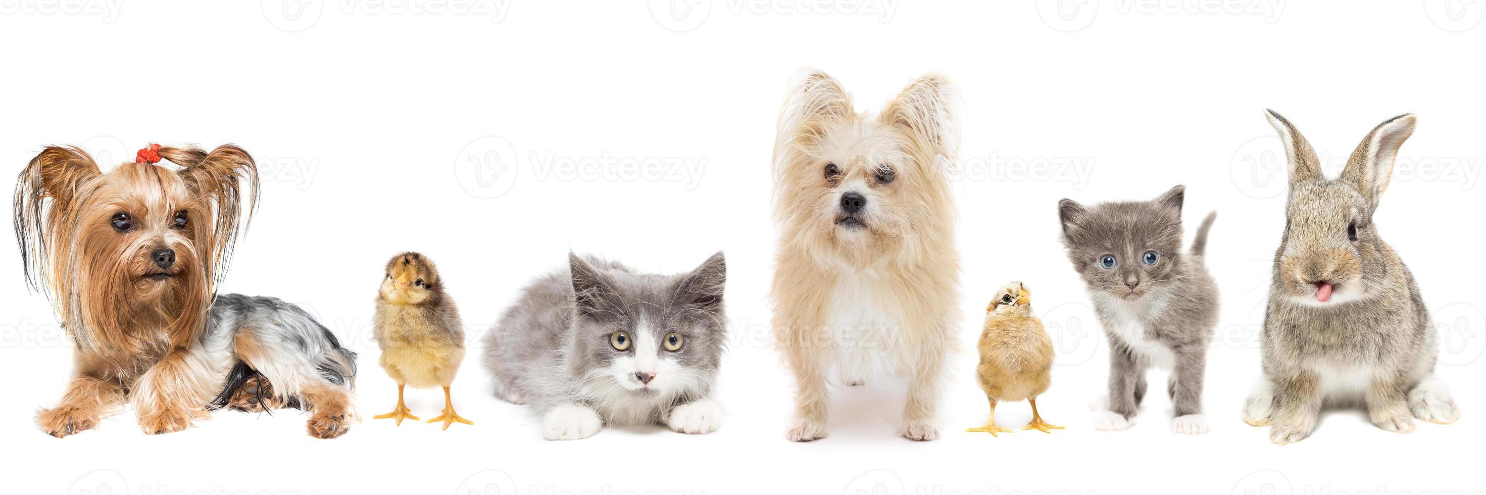 Animals on a white background photo