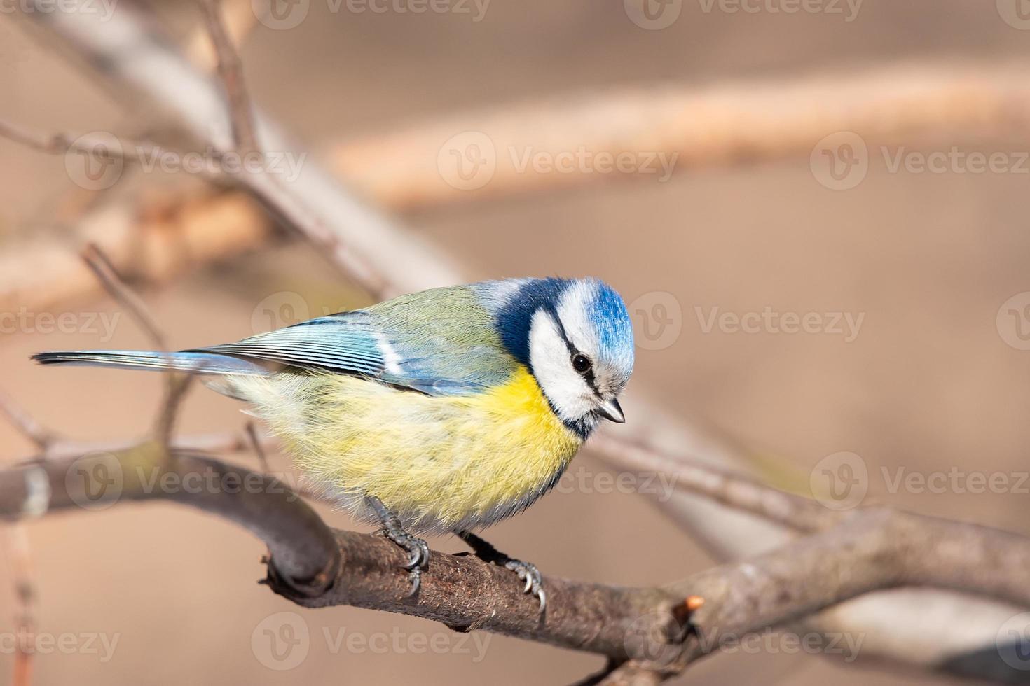 un tit azul cyanistes caeruleus encaramado. foto