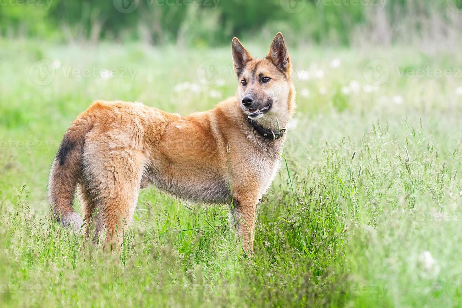 perro mestizo de color rojo yace boca abajo sobre la hierba, estirando sus patas delanteras hacia adelante. primavera. foto