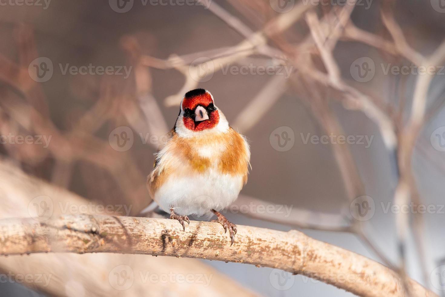 Goldfinch, Carduelis carduelis, perched on wooden perch with blurred natural background photo