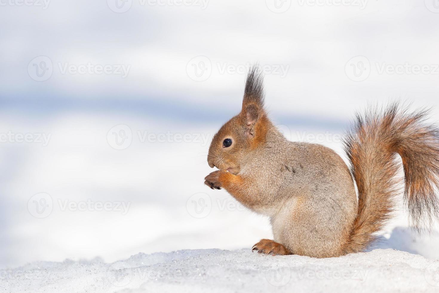 Red squirrel sitting on a tree branch in winter forest and nibbling seeds on snow covered trees background. photo