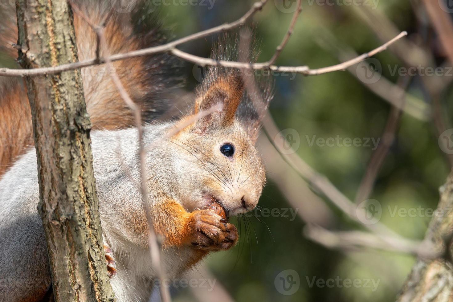 Red squirrel sitting on a tree branch in winter forest and nibbling seeds on snow covered trees background. photo