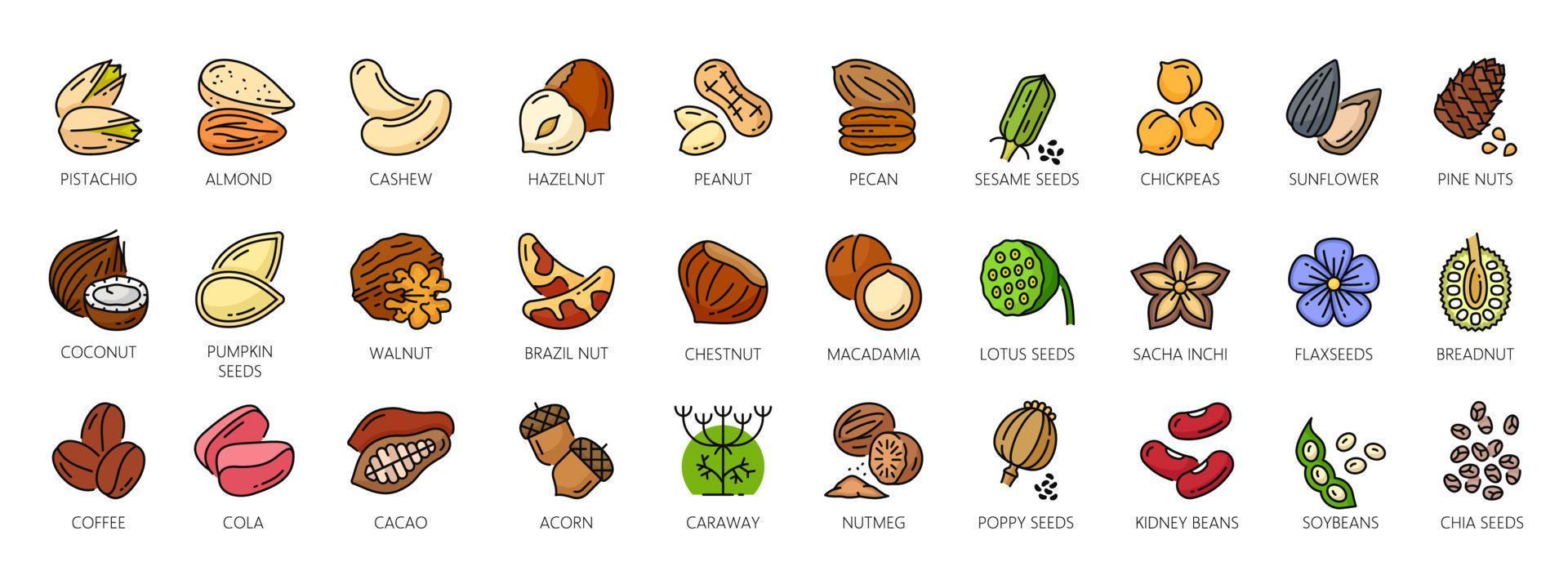 Nuts outline color icons, walnut, almond or cashew vector