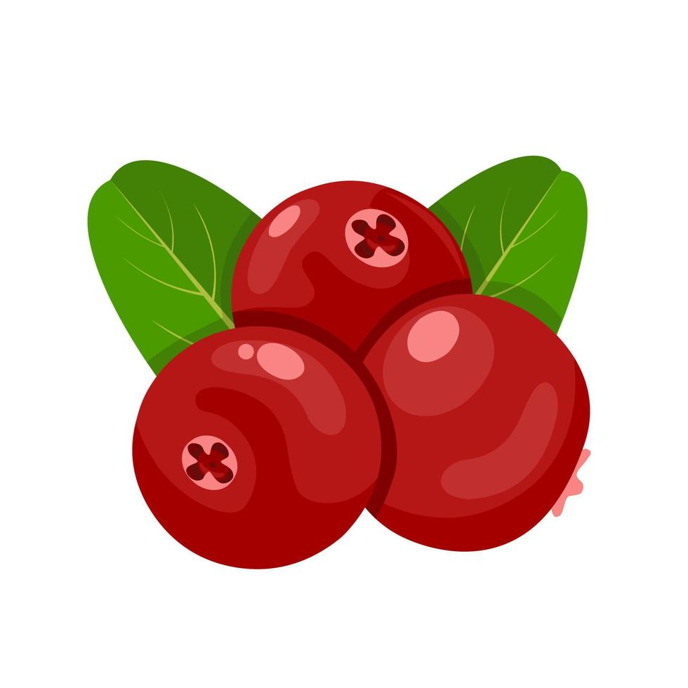 Vector illustration, cranberry with green leaves, isolated on white background.