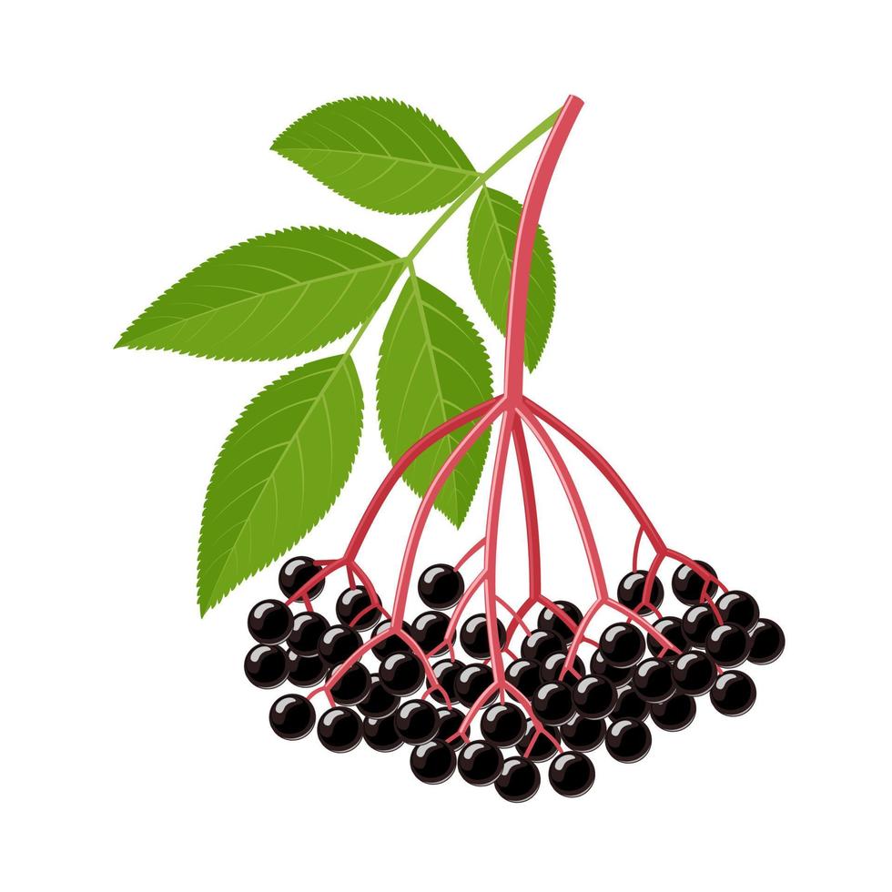 ilustración vectorial, saúco o sambucus, con hojas verdes, aisladas en fondo blanco. vector