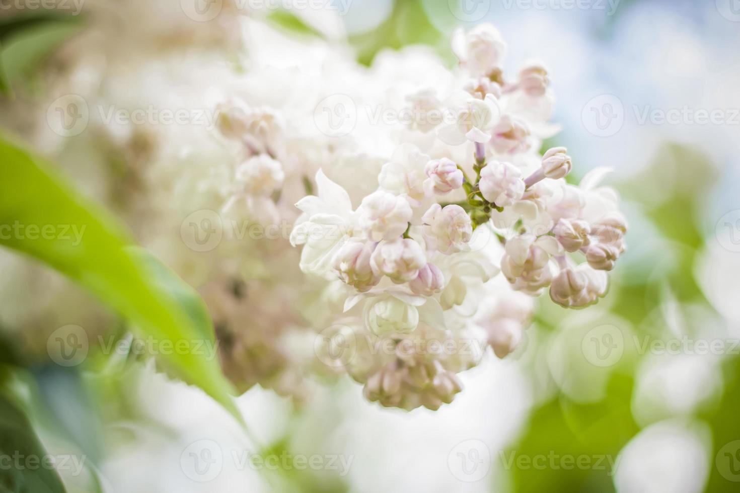 Beautiful and fragrant lilac in the garden. A close-up with a copy of the space, shot on a macro with a background blur for the wallpaper as the background. Natural wallpaper. Selective focus. photo