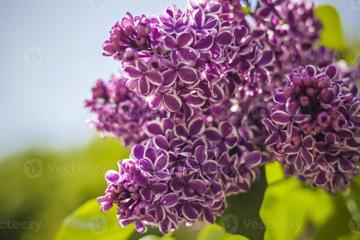 Beautiful and fragrant lilac in the garden. Close-up with a copy of the space, using the natural landscape as the background. Natural wallpaper. Selective focus. photo