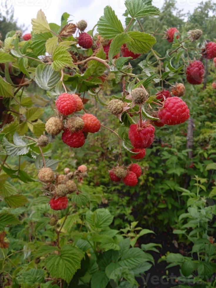 Red ripe raspberries in the garden on a bush. Ripe raspberry branch. Close-up of a raspberry plant. Growing raspberries. raspberry harvest photo