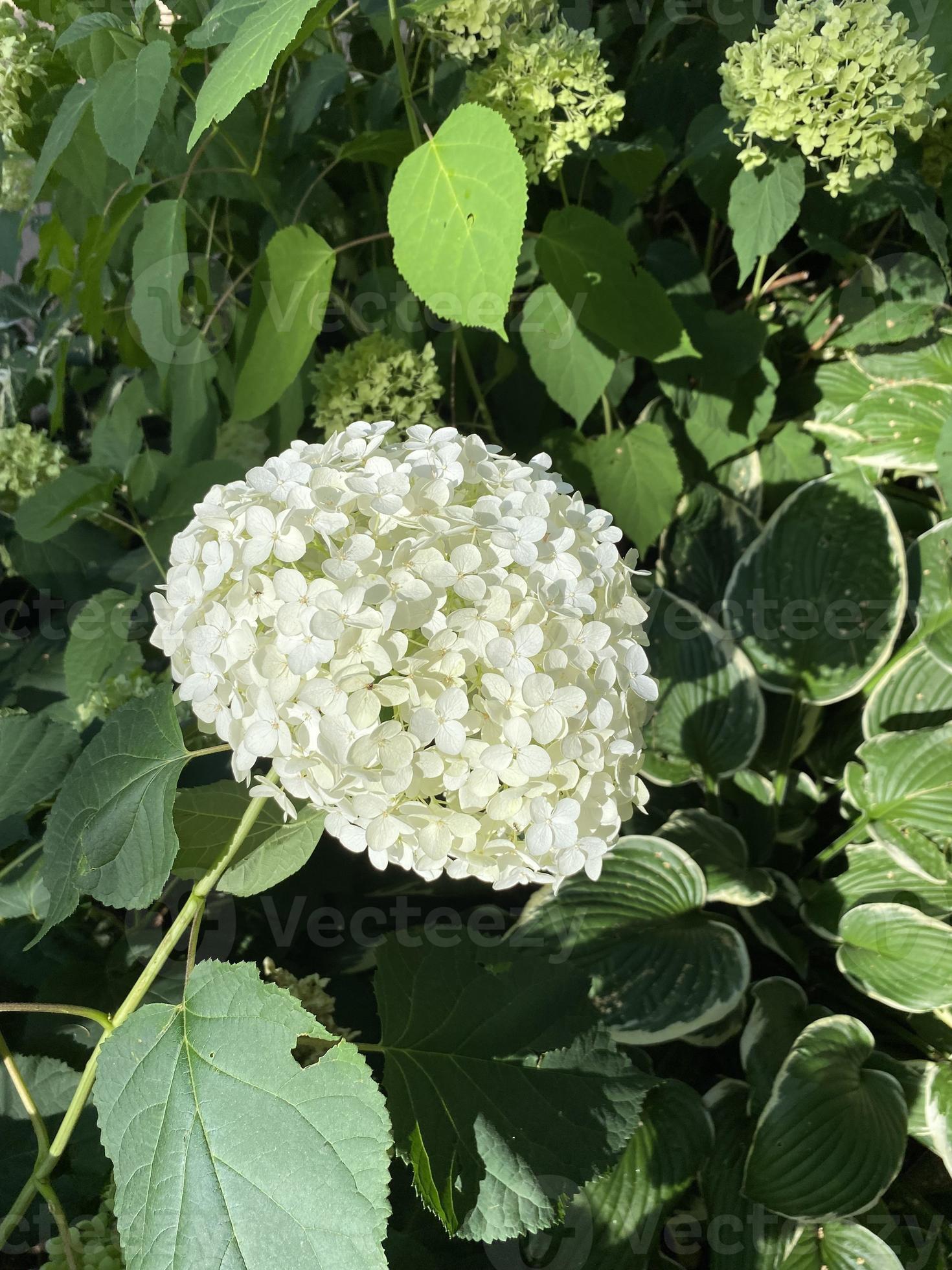 White hydrangea Snowball tree. Hydrangea flowers are very unique. This flower can change color