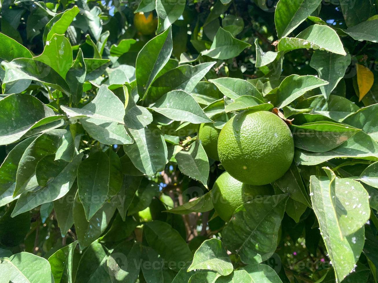 Green natural paradise beautiful tasty round unripe orange, citrus, tangerine or grapefruit on a tree branch in a warm tropical country, resort photo