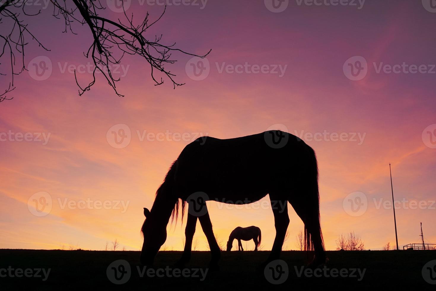 horse silhouette in the countryside and sunset background in summertime photo