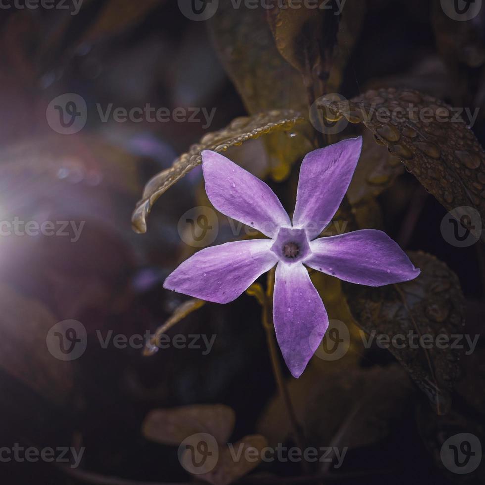 beautiful pink vinca major in the garden in spring season, large periwinkle photo