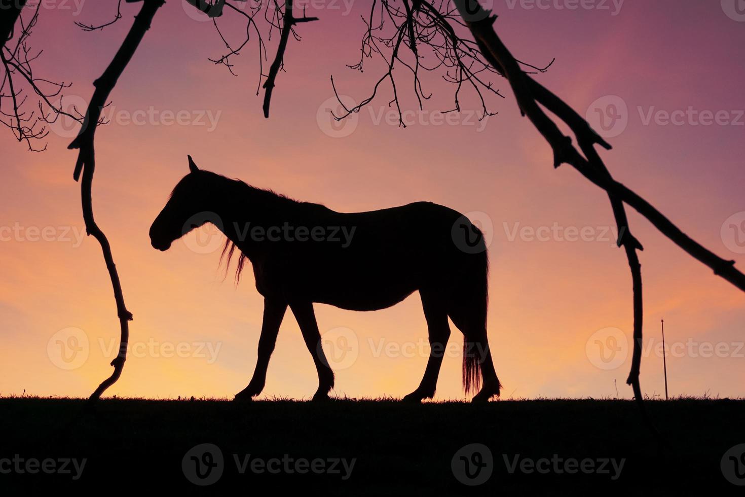 silueta de caballo en el campo y fondo de puesta de sol en verano foto