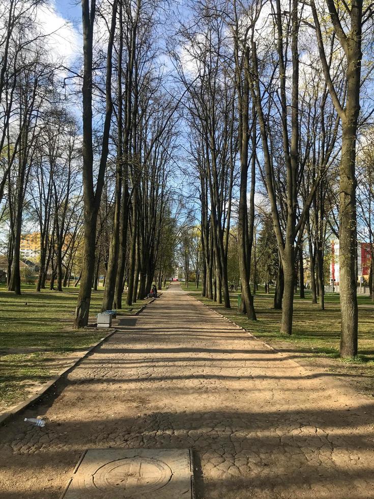 forest alley with trees in the park. beautiful passage on asphalt covered with sand with a sewer hatch. sunny sky, clouds can be seen from under the branches of trees photo