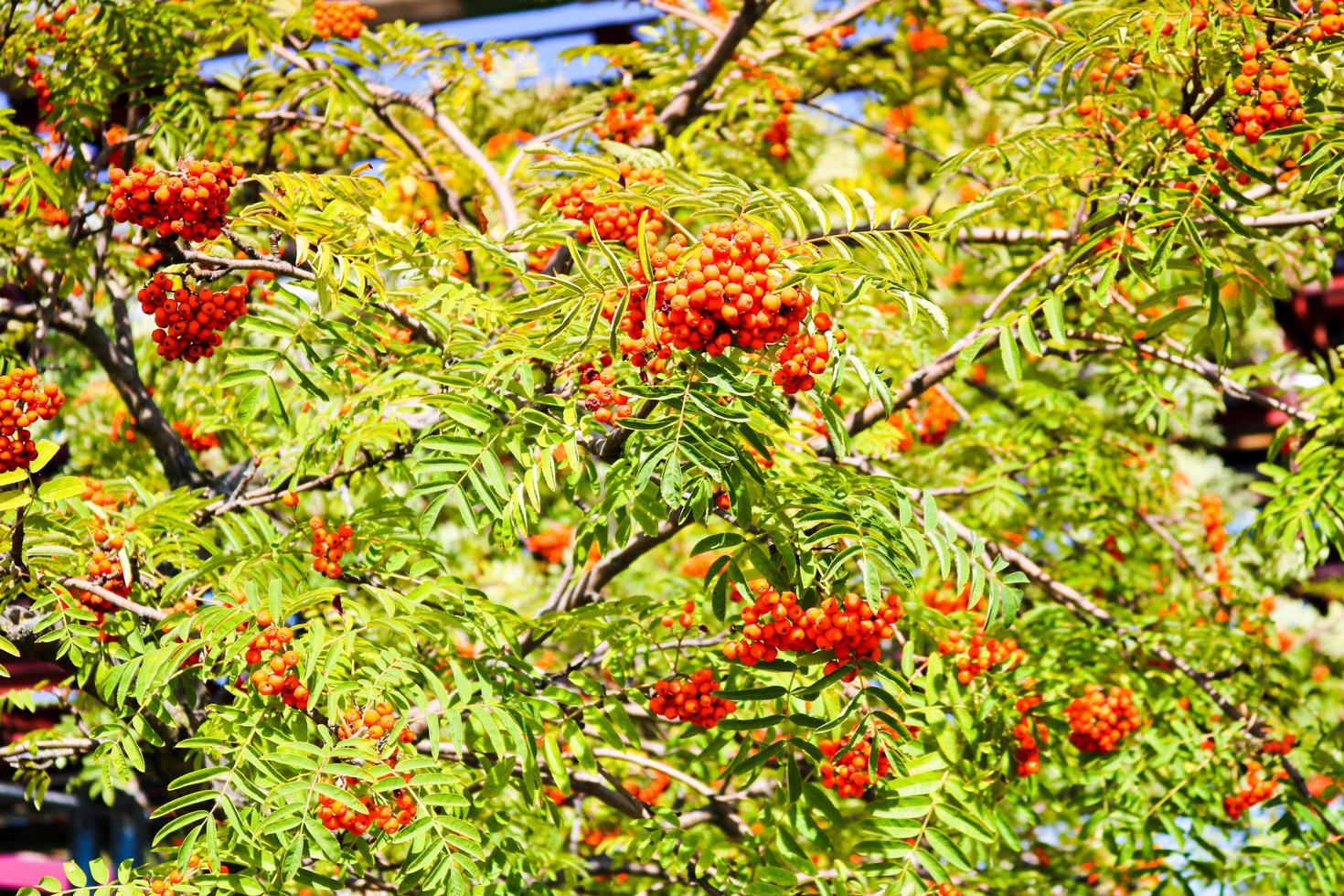 Green leaves of a tree with berries, rowan fruit, summer tree. Natural treats. The rays of the sun fall on the green, carved, non-uniform leaves. Beautiful mountain ash in the afternoon photo