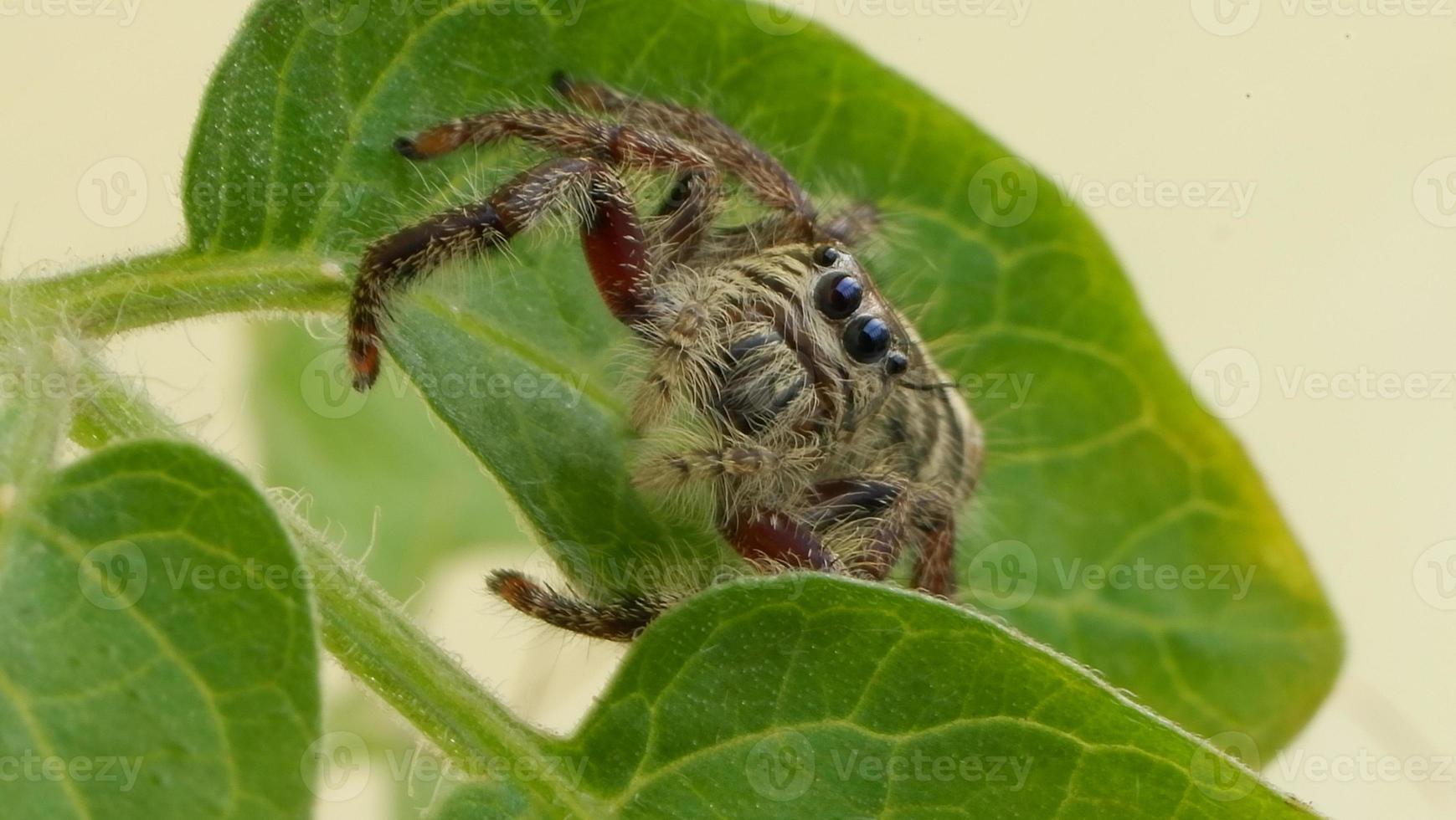 photo macro spider
