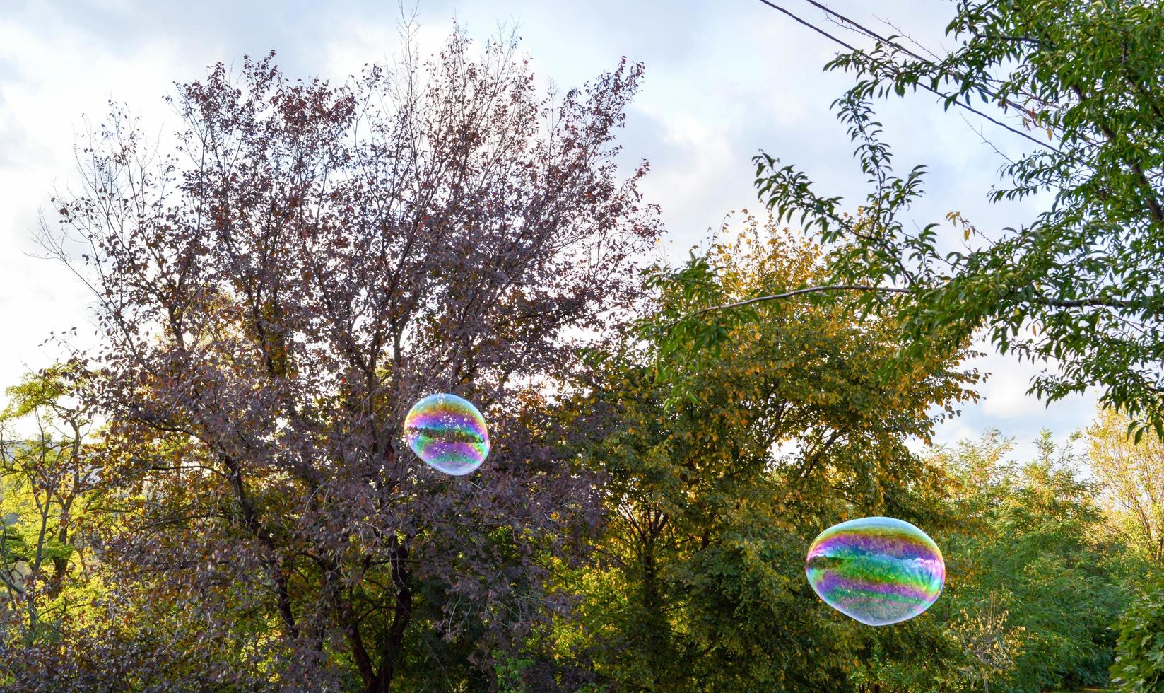 big soap bubbles on the background of trees photo