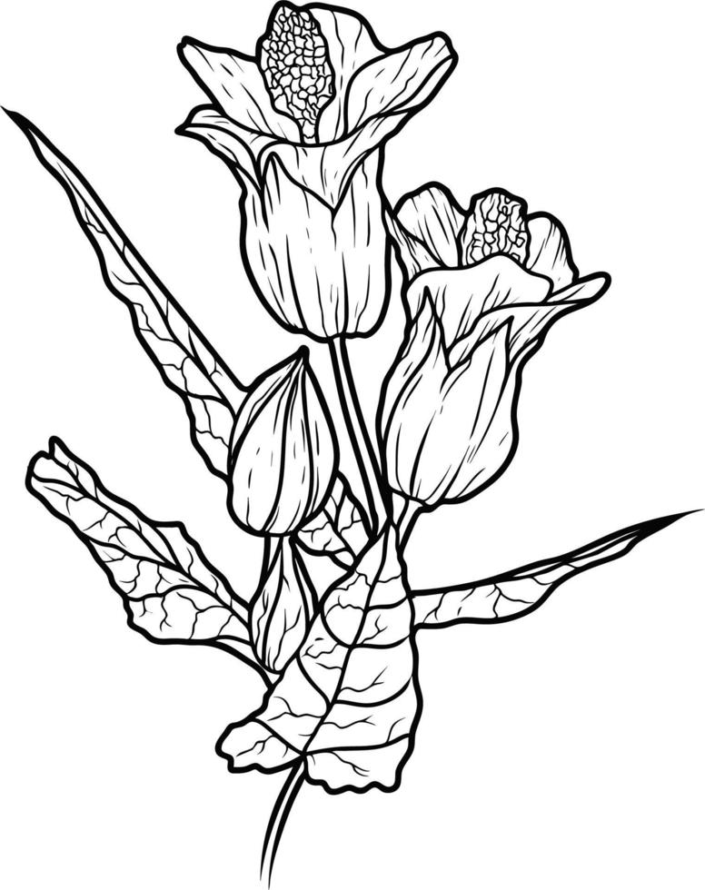 arte de línea de dibujo de abutilon híbrido de flores aislado sobre fondo blanco. dibujo en blanco y negro de una flor. dibujo a mano. vector