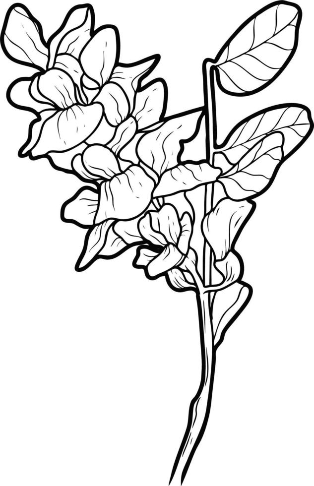 Acacia flowers and leaves Sketch line art vector