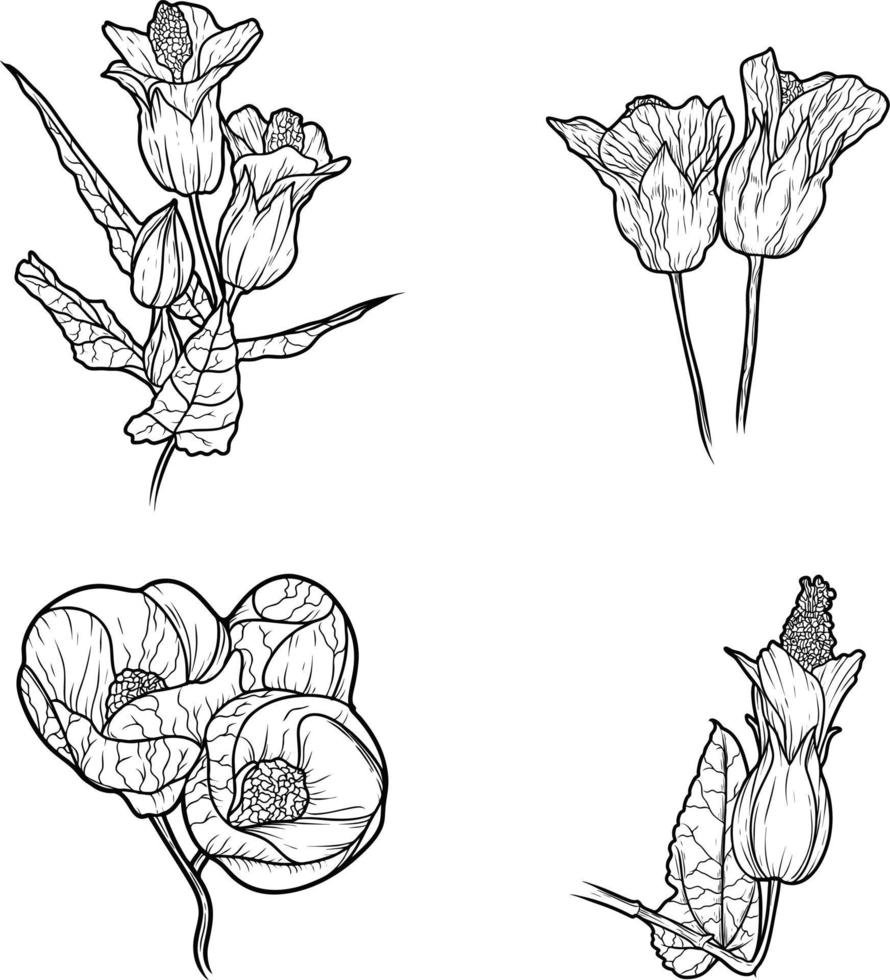 Set Flower hybrid abutilon Sketch line art isolated on white background. Black and white drawing of a flower. vector
