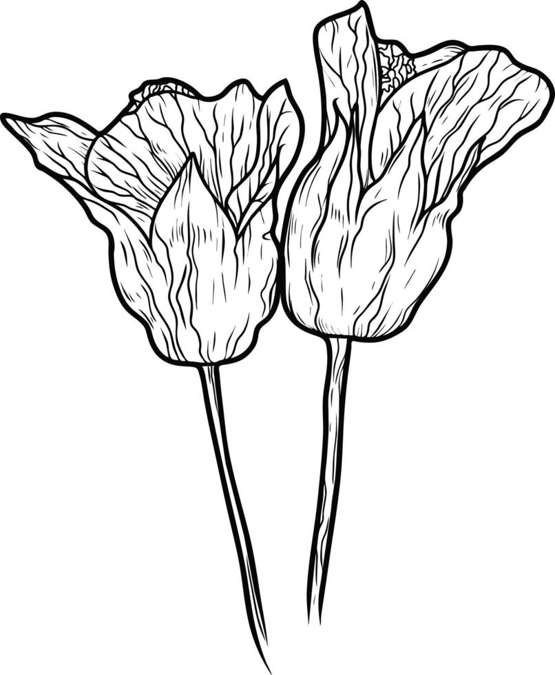 arte de línea de dibujo de abutilon híbrido de flores aislado sobre fondo blanco. dibujo en blanco y negro de una flor. dibujo a mano. vector