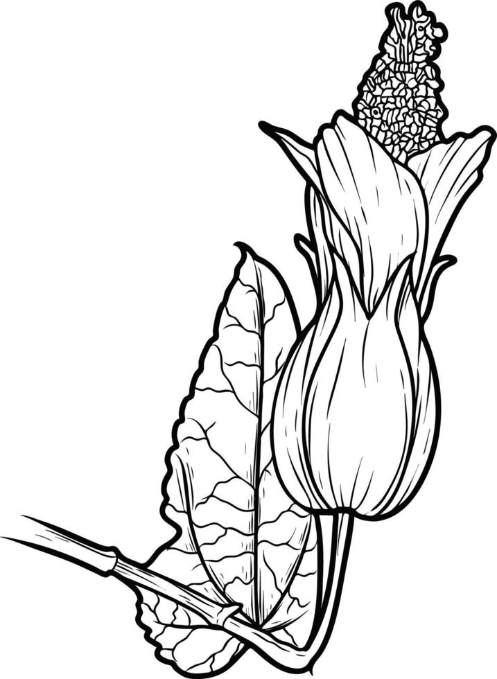 Flower hybrid abutilon Sketch line art isolated on white background. Black and white drawing of a flower. Drawing by hand. vector