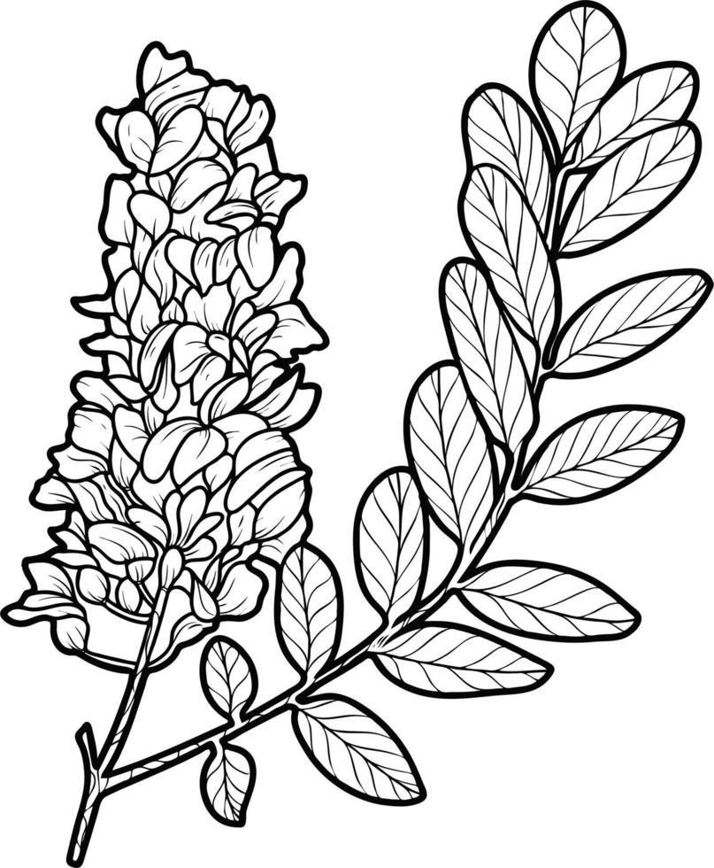 acacia flores y hojas boceto arte lineal vector