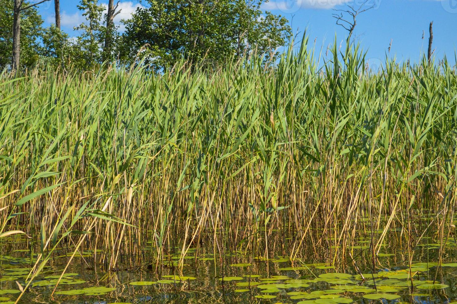 High aquatic green natural beautiful plants bushes grass reeds against the backdrop of the river bank and blue sky photo