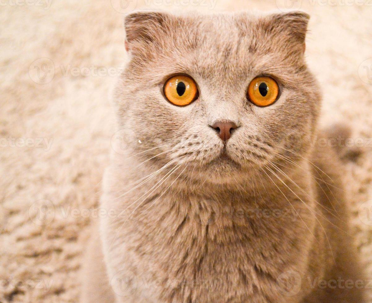 beautiful British cat merges with a beige carpet photo