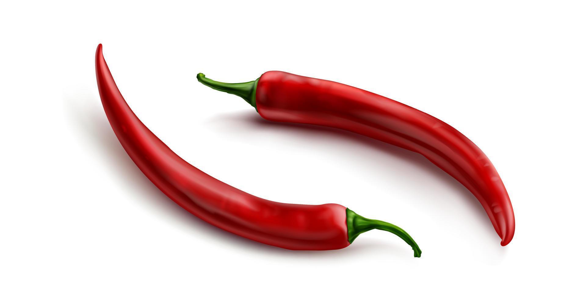 Red chili pepper, hot spicy paprika cayenne vector