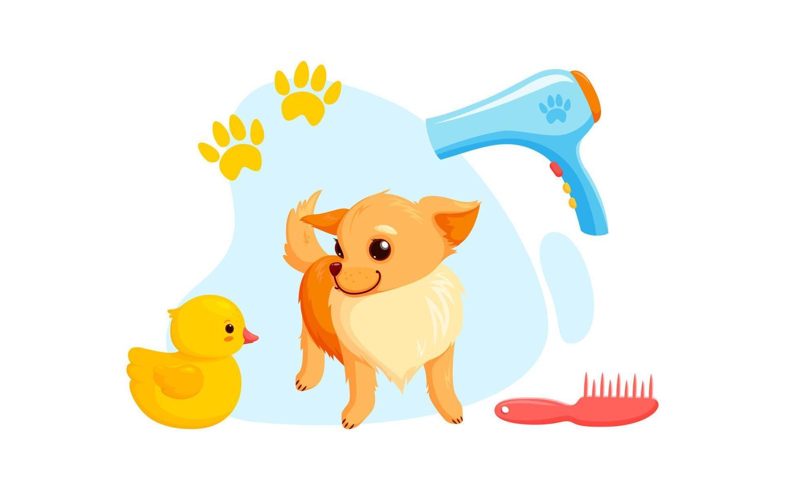 Dog grooming with dryer, combs and rubber ducks. Playful chihuahua puppy in grooming service. Vector illustration