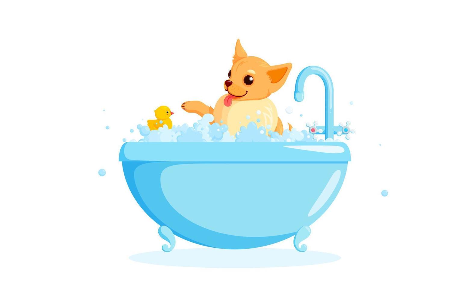 Dog grooming in a bathtub with rubber duck. Chihuahua in soap foam isolated in white background. Vector illustration