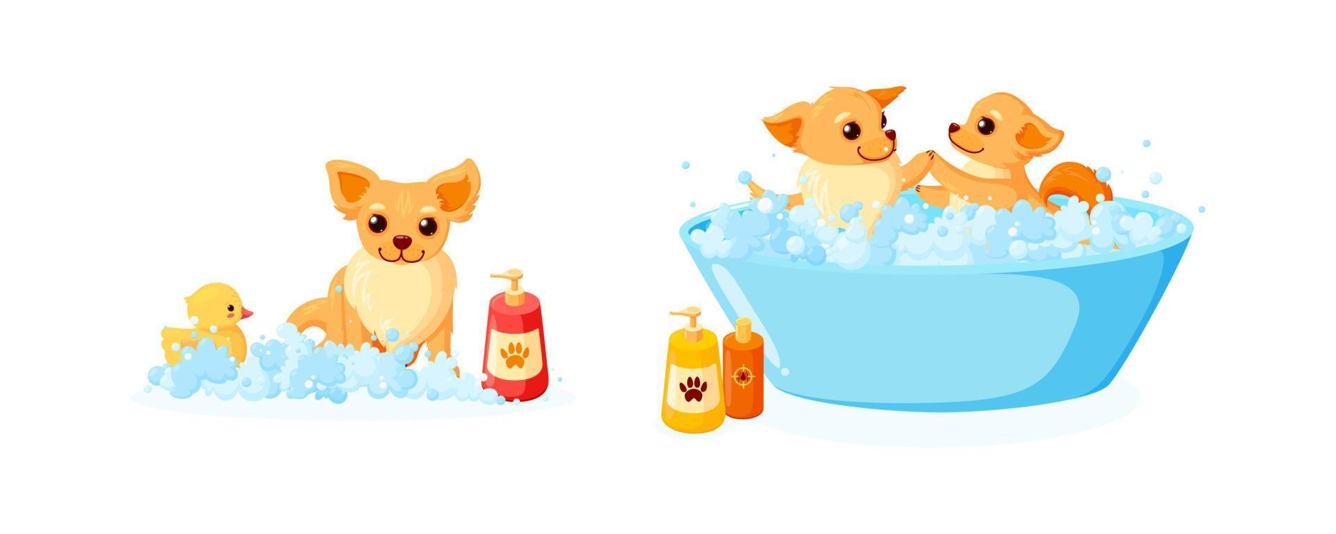 Dog grooming in a bathtub with rubber duck and shampoo. Set with chihuahua in soap foam isolated in white background. Vector illustration