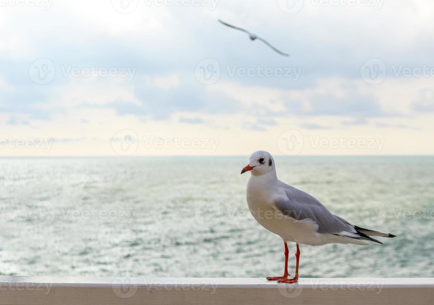 gaviota blanca en el tablón de madera frente al mar foto