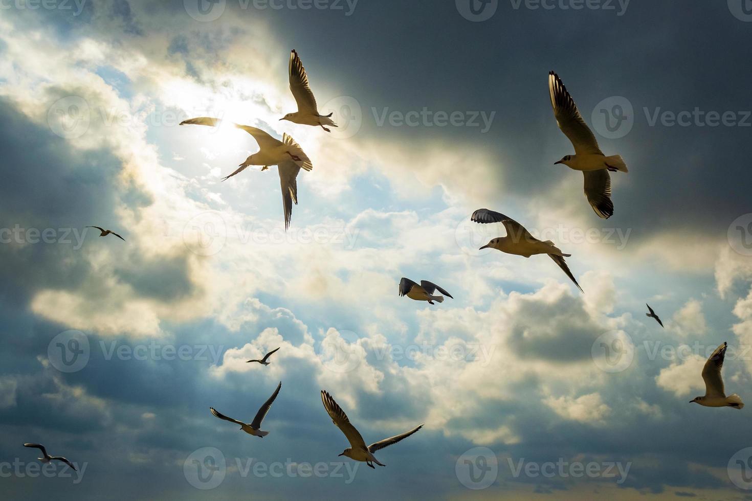 Birds seagulls flying over dark cloudy sky with sunny beams photo