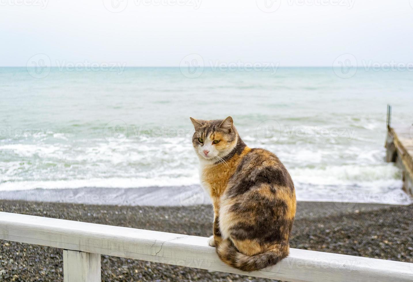 gato sentado en un tablón de madera en la costa de la playa frente al mar foto