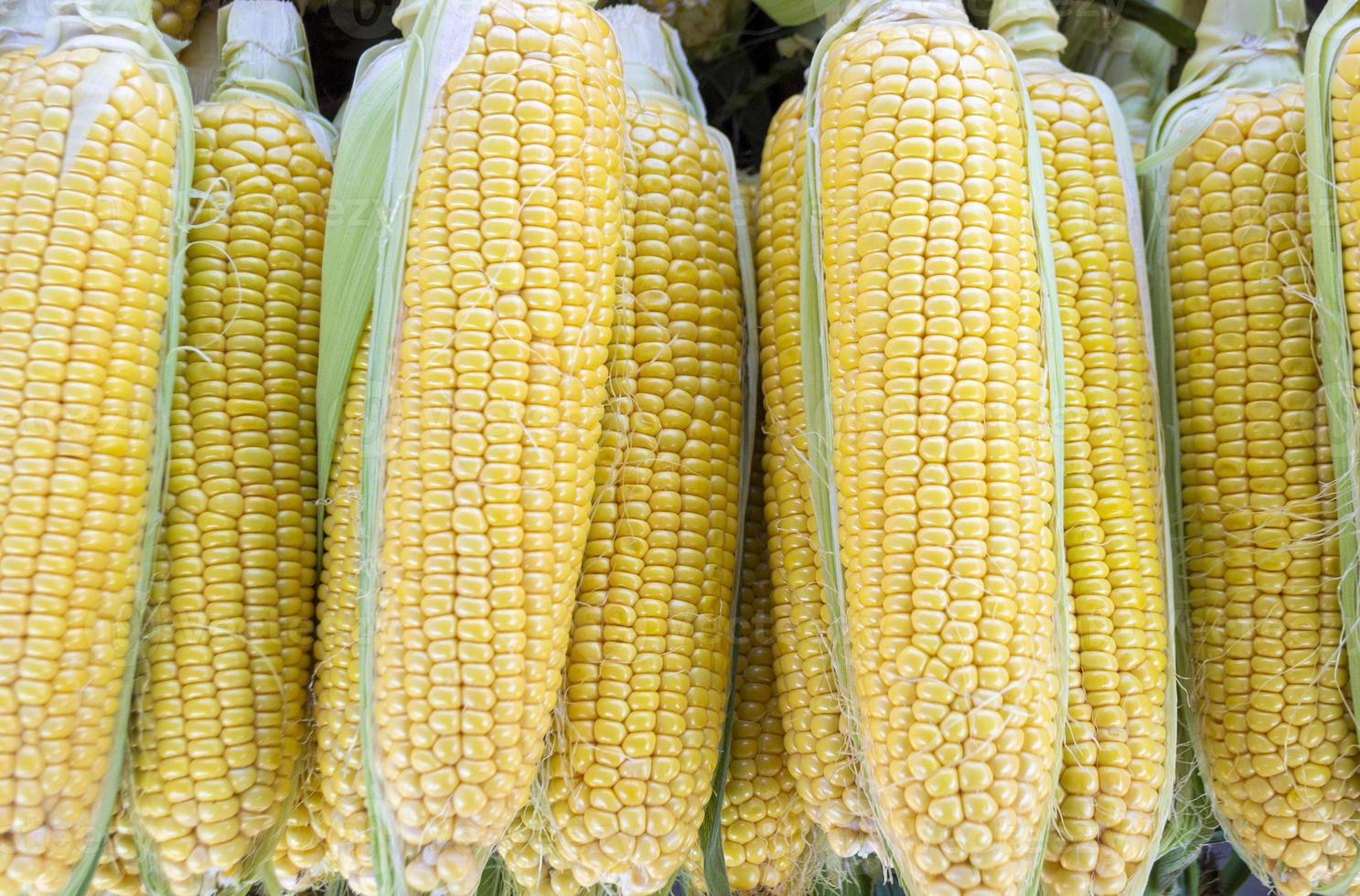 maíz crudo dulce fresco, primer plano, vista superior foto