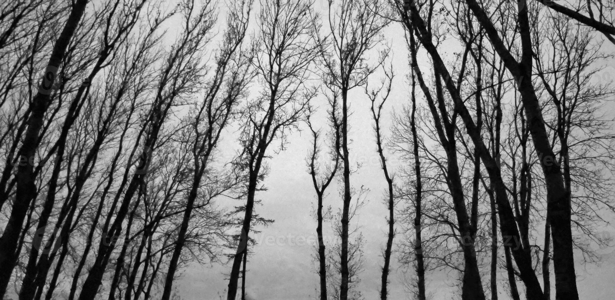 siluetas negras de ramas de árboles calvas, en blanco y negro foto