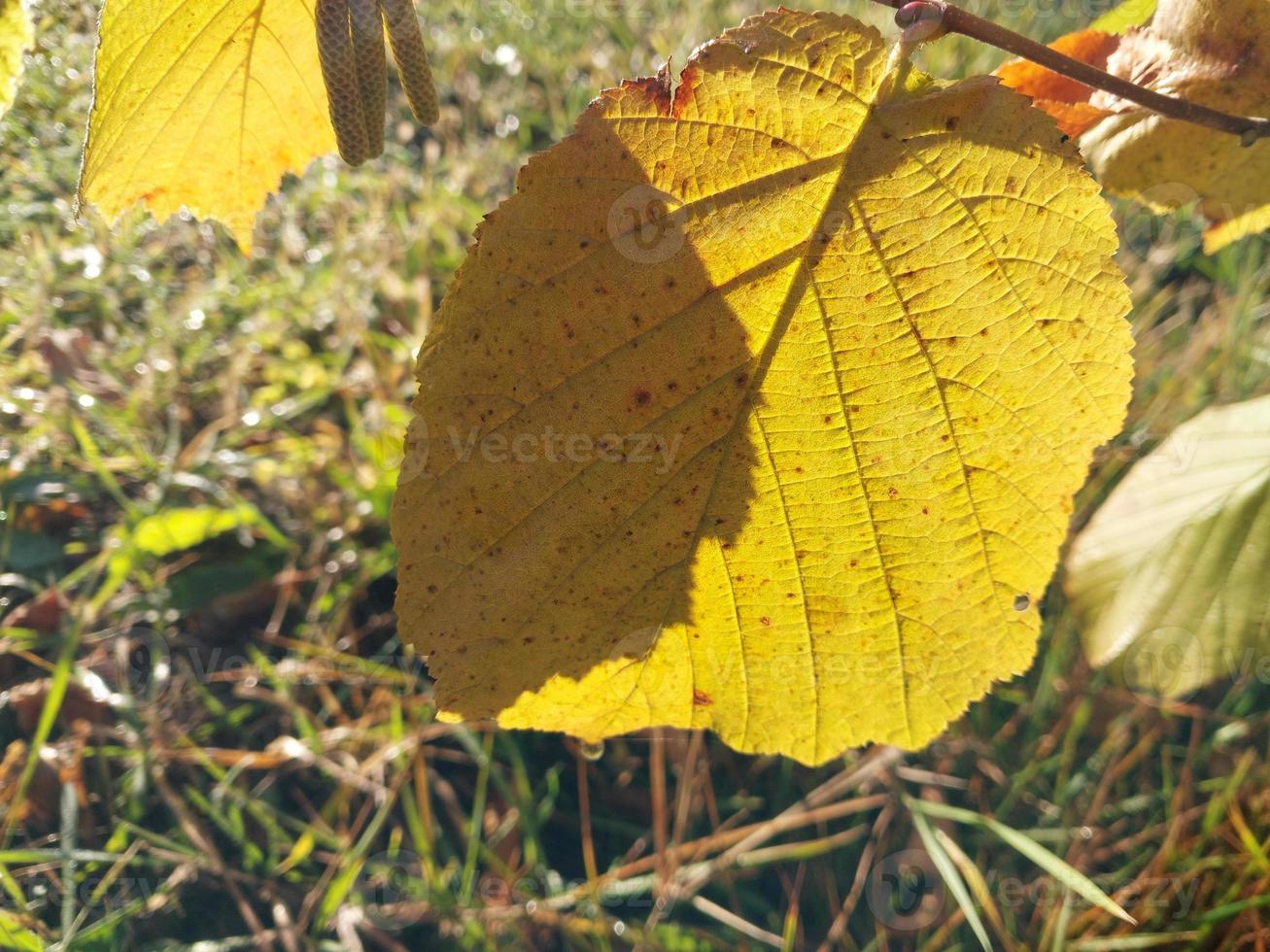 Sunlight filtering through autumn foliage photo