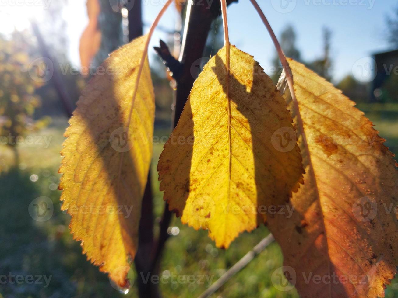 Sunlight filtering through autumn foliage photo