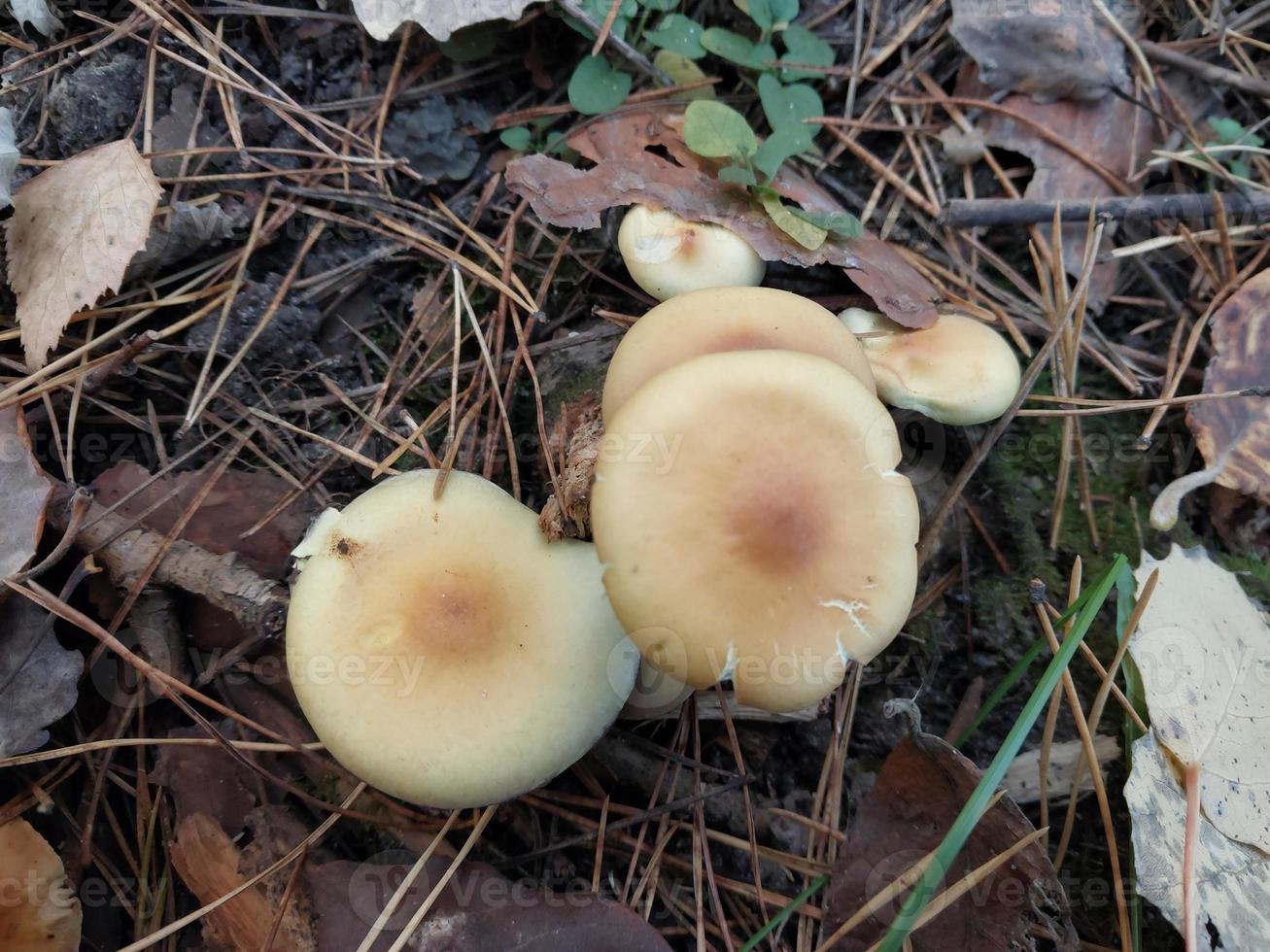 Forest mushrooms grew in autumn photo