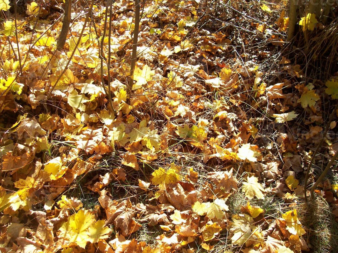 Autumn colorful foliage in the forest photo