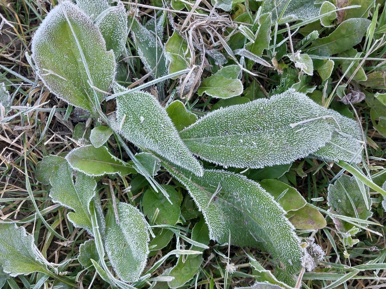 Morning hoarfrost enveloped autumn plants in the garden photo